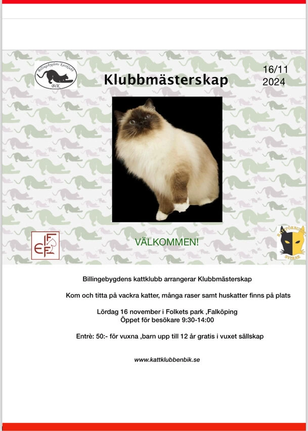 Kattklubb - Klubbmästerskap