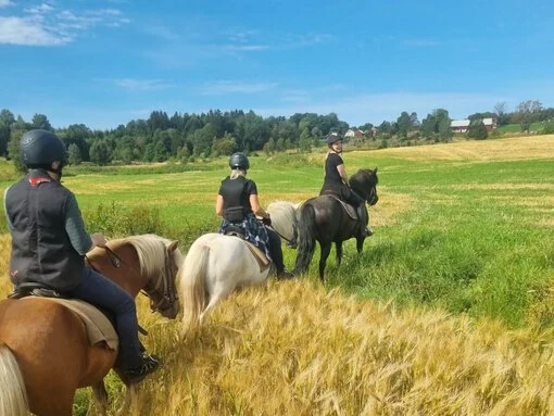 Fyra ryttare på islandshästar rider genom en grönskande åker under en klarblå sommarhimmel. Hällstad Islandshästar